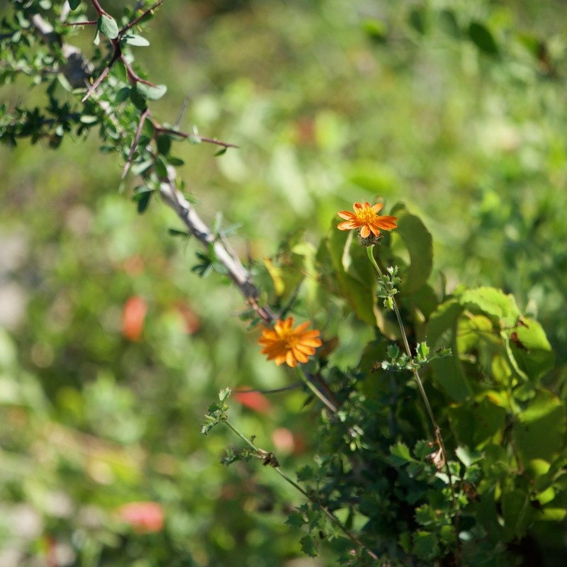 Adenophyllum speciosum photo 3