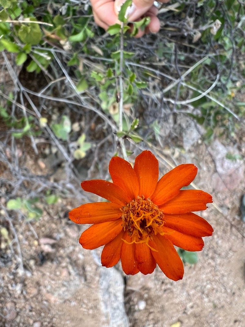 Adenophyllum speciosum photo 4