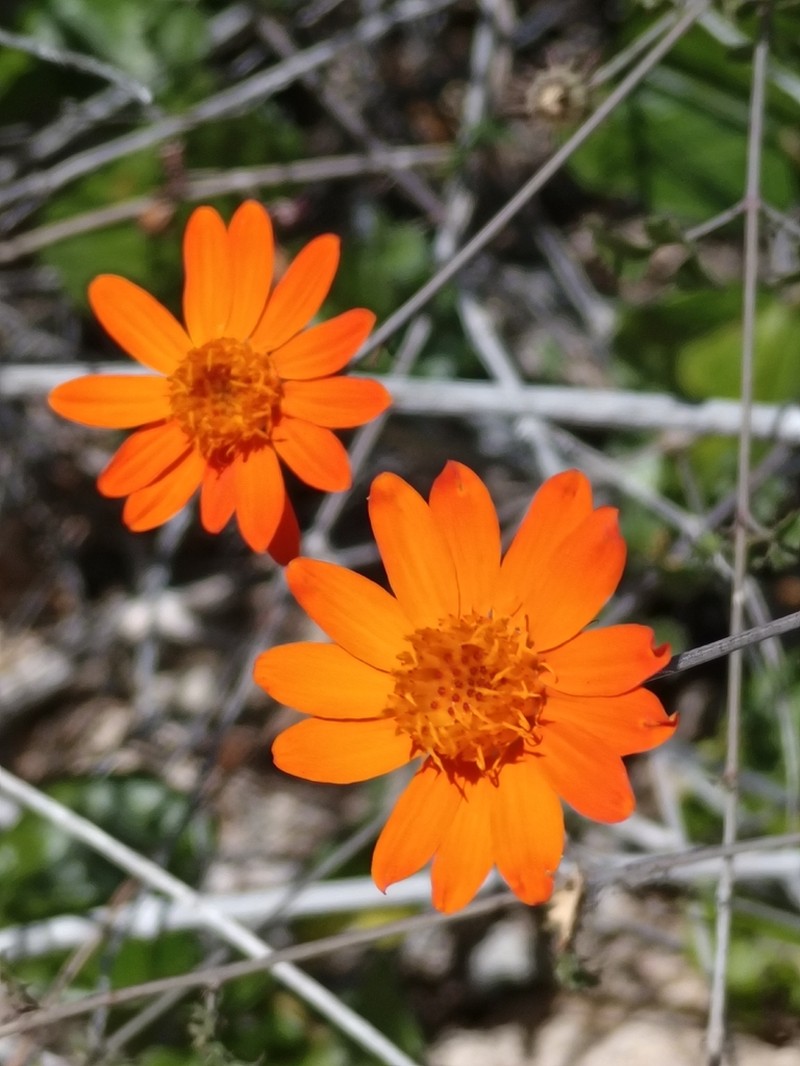 Adenophyllum speciosum photo 5