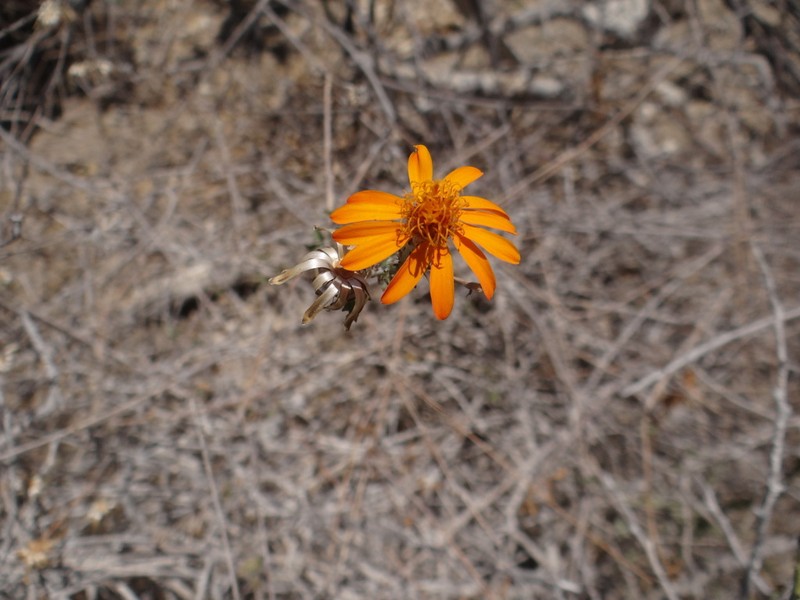 Adenophyllum speciosum photo 7