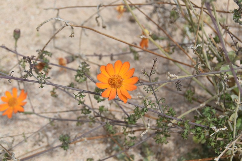 Adenophyllum speciosum photo 8