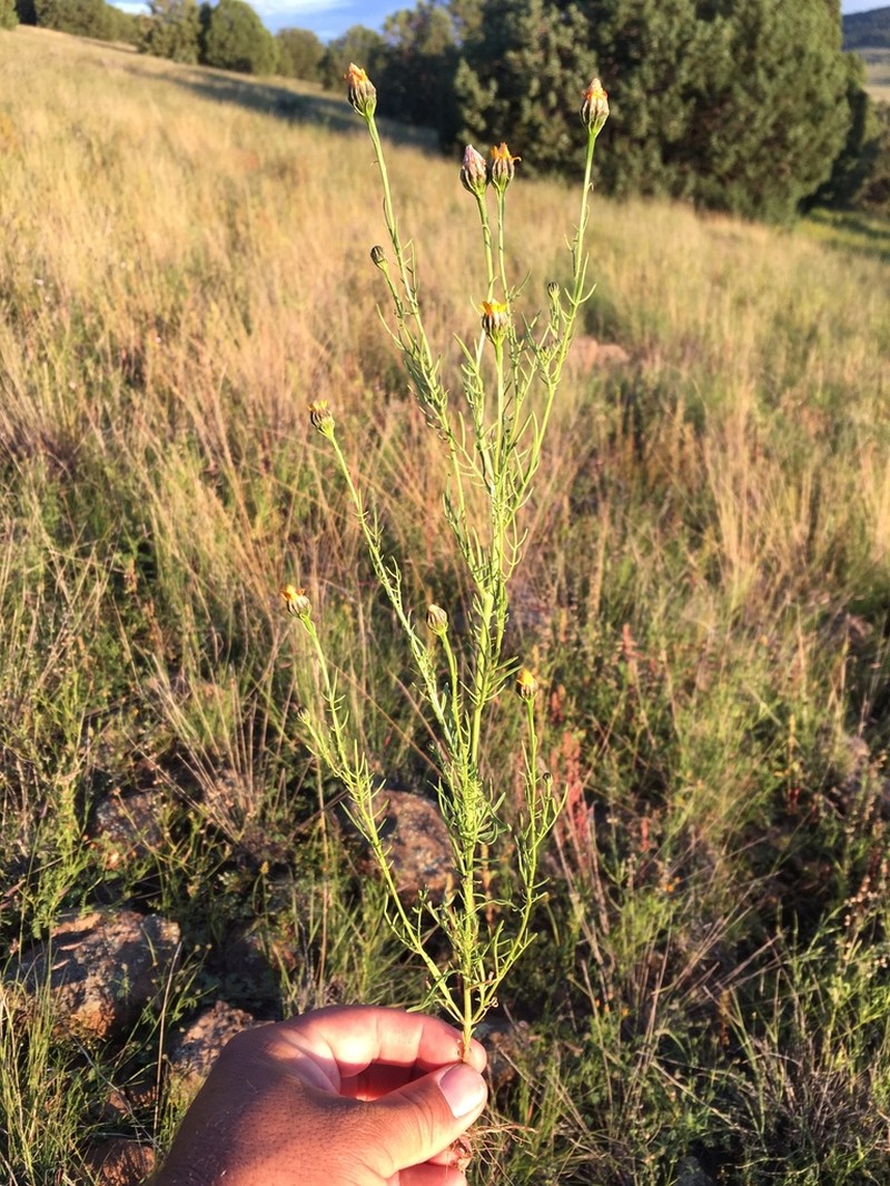 Wright's Dogweed photo 2