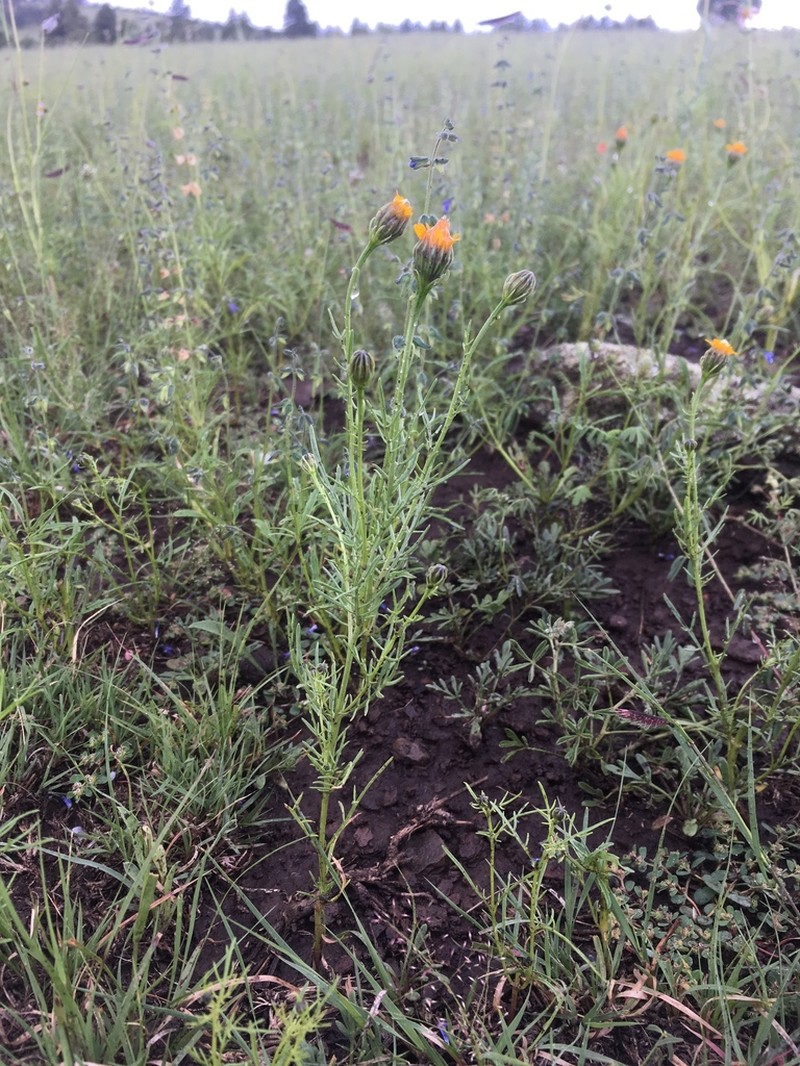 Wright's Dogweed photo 3