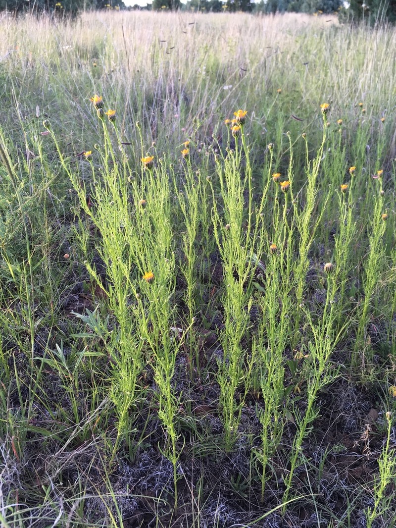 Wright's Dogweed photo 4