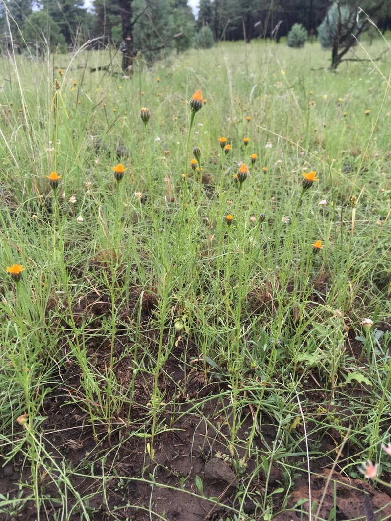 Wright's Dogweed photo 5