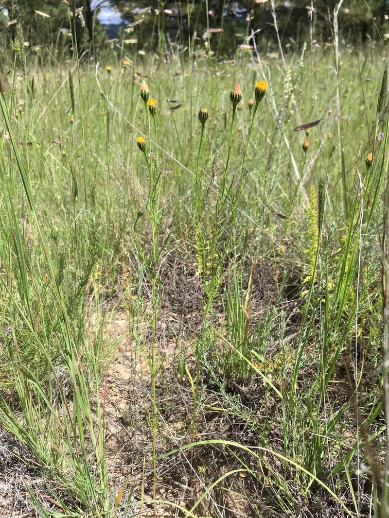 Wright's Dogweed photo 6