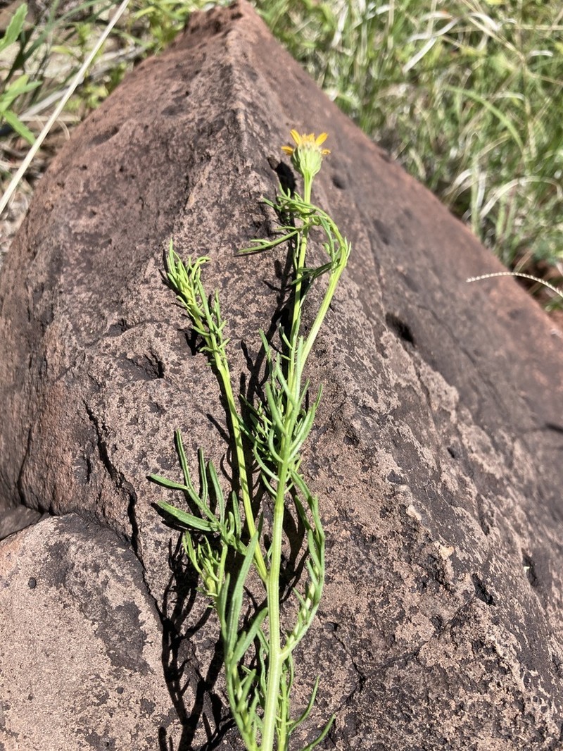 Wright's Dogweed photo 7