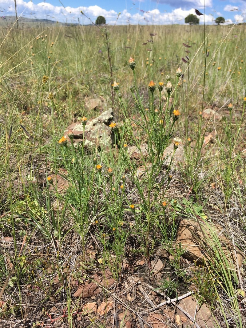 Wright's Dogweed photo 8