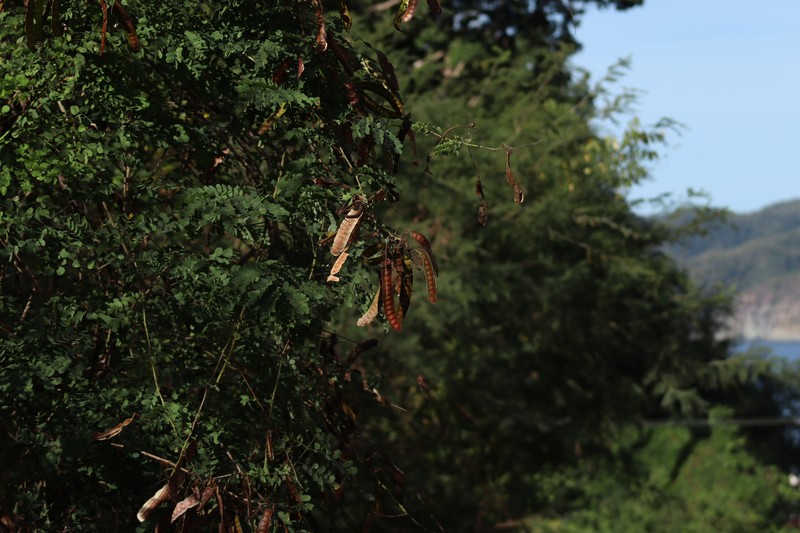 Adenopodia gymnantha photo 3
