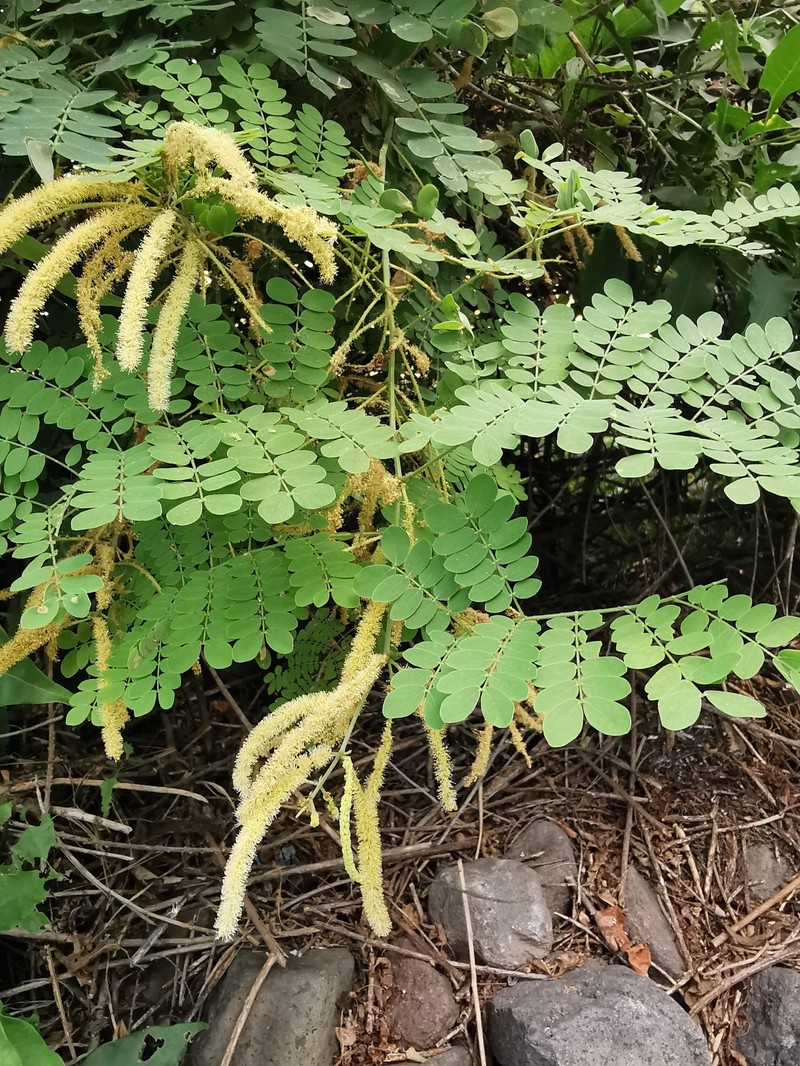Adenopodia gymnantha photo 4