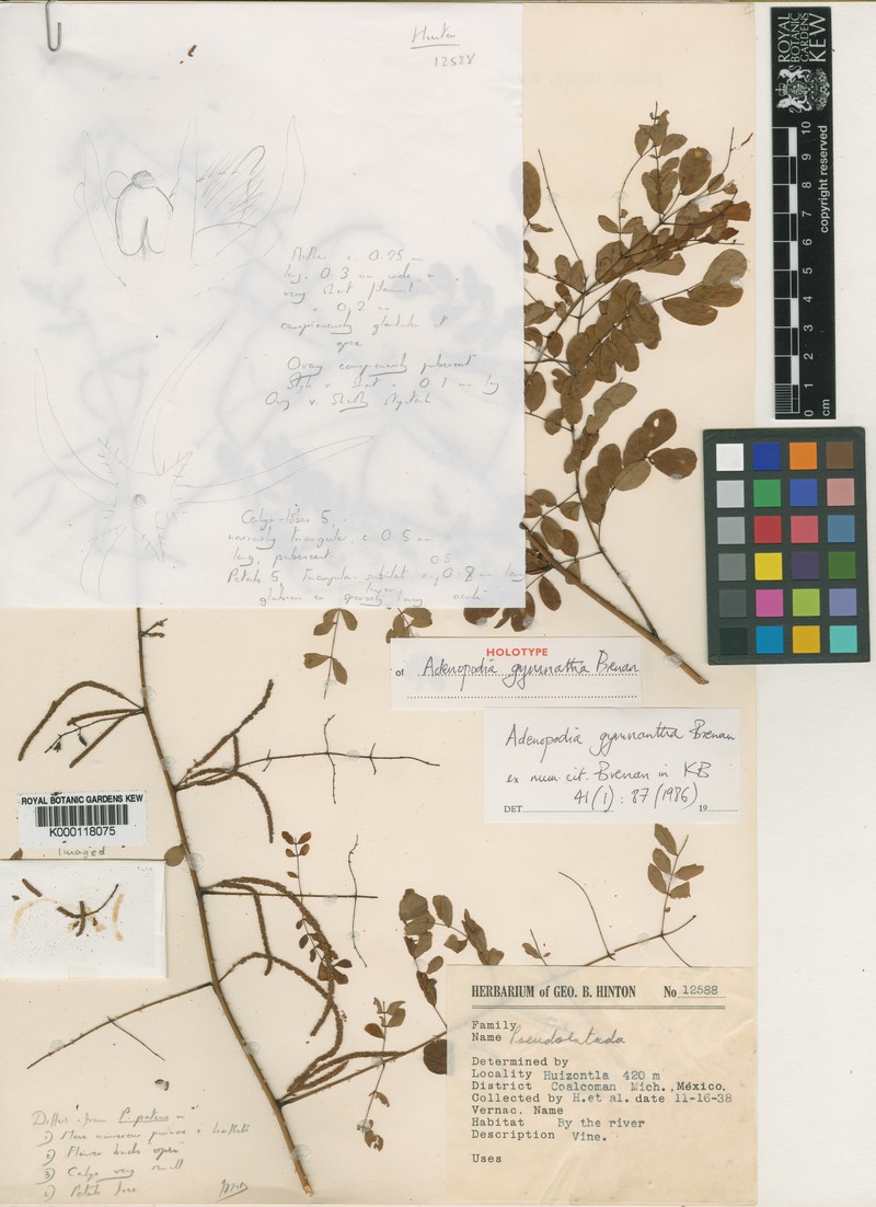 Adenopodia gymnantha photo 5