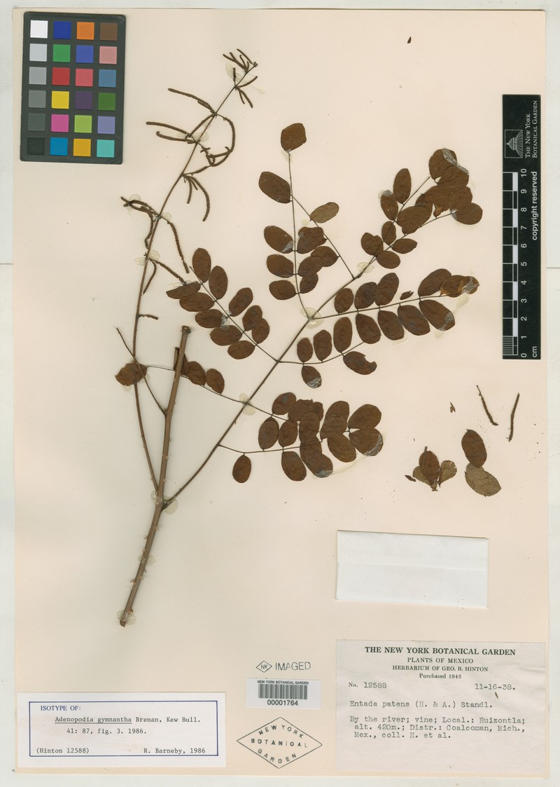 Adenopodia gymnantha photo 6