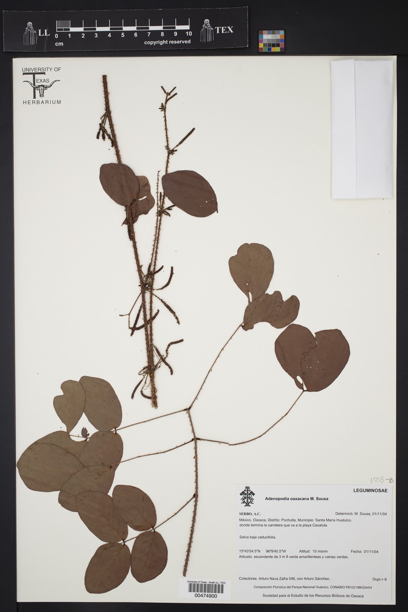 Adenopodia oaxacana