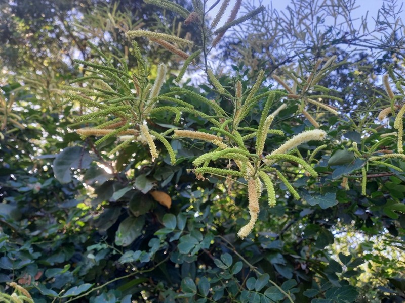 Adenopodia patens