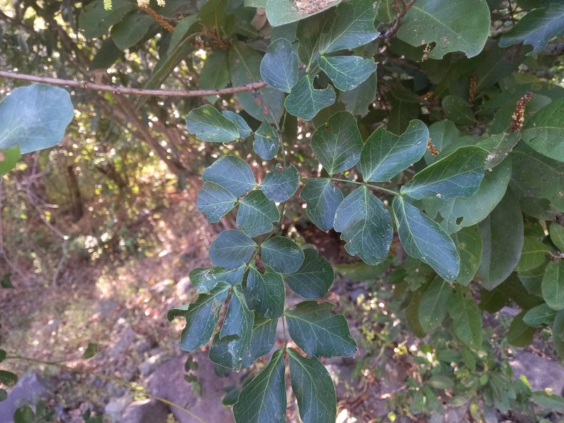 Adenopodia patens photo 2