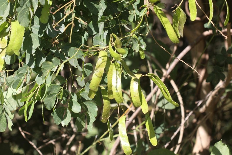 Adenopodia patens photo 3