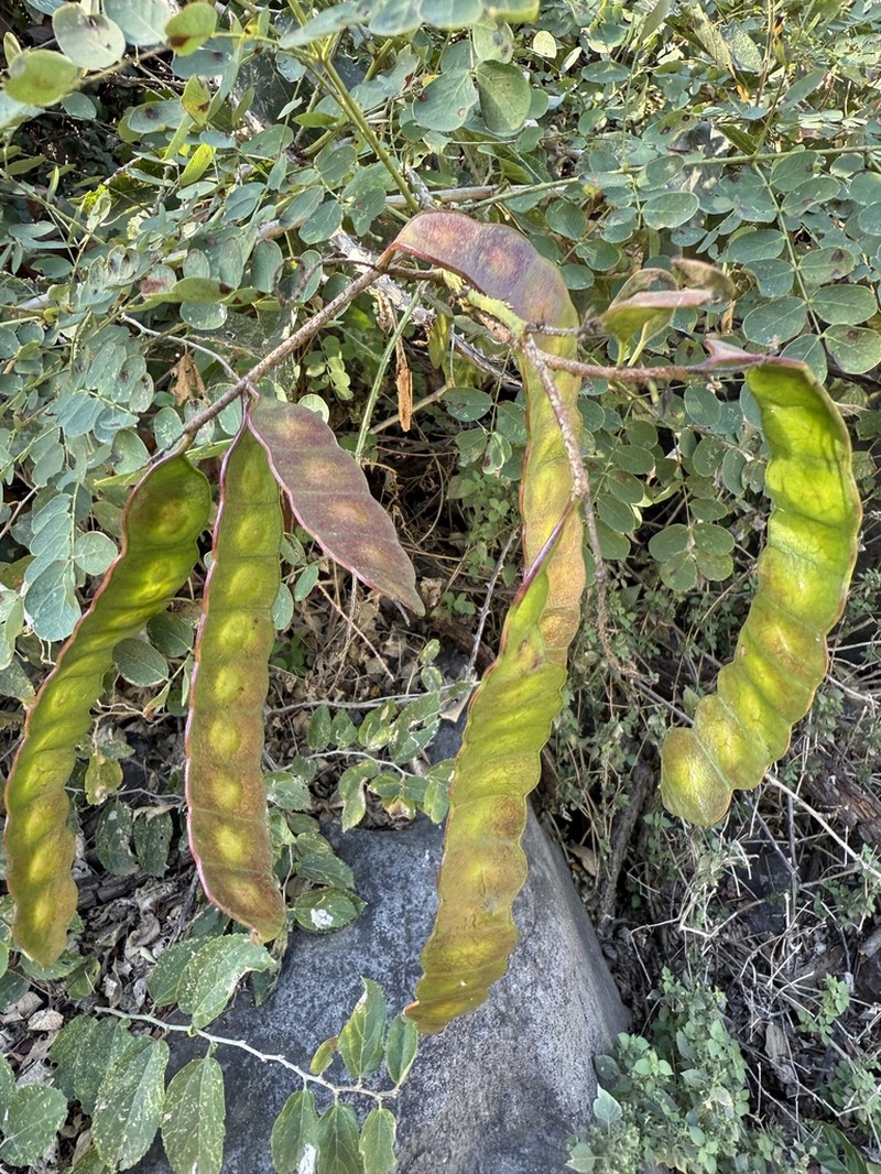 Adenopodia patens photo 4