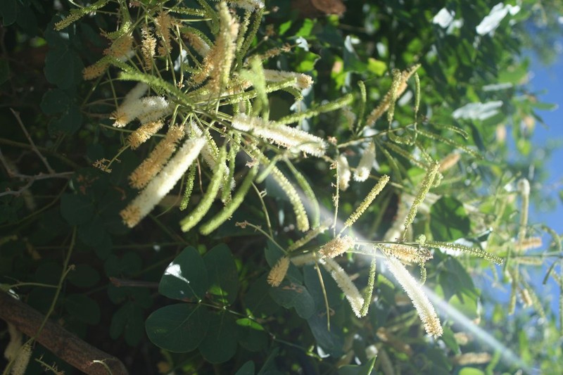 Adenopodia patens photo 6