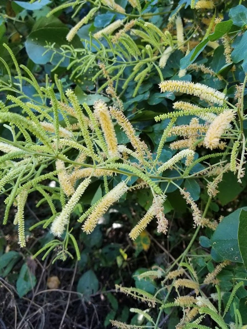 Adenopodia patens photo 7