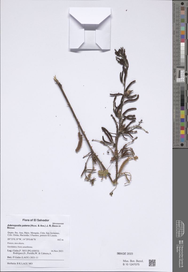 Adenopodia patens photo 8