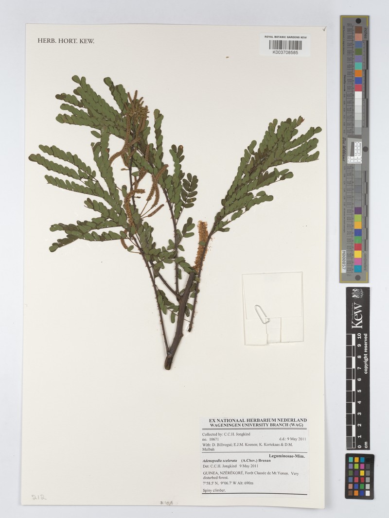 Adenopodia scelerata