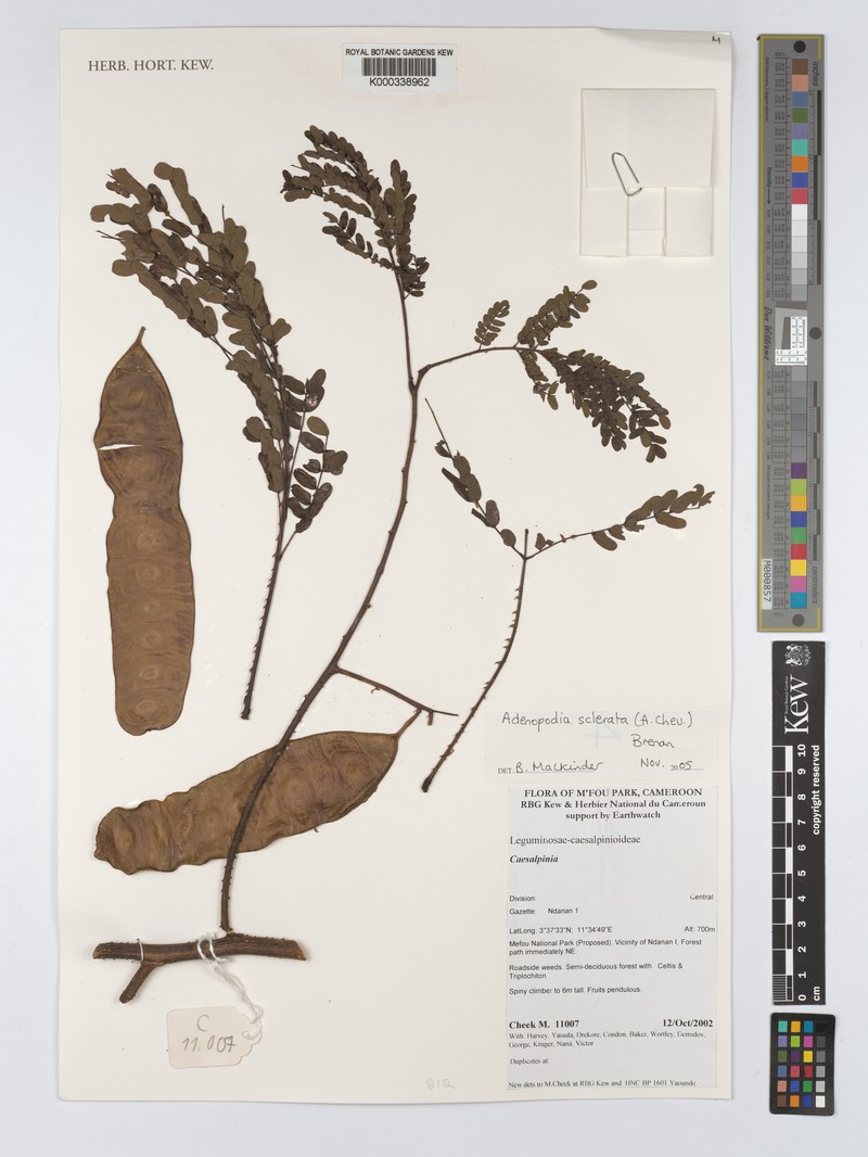 Adenopodia scelerata photo 2