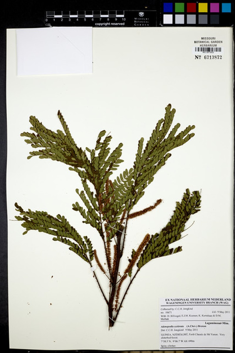Adenopodia scelerata photo 3