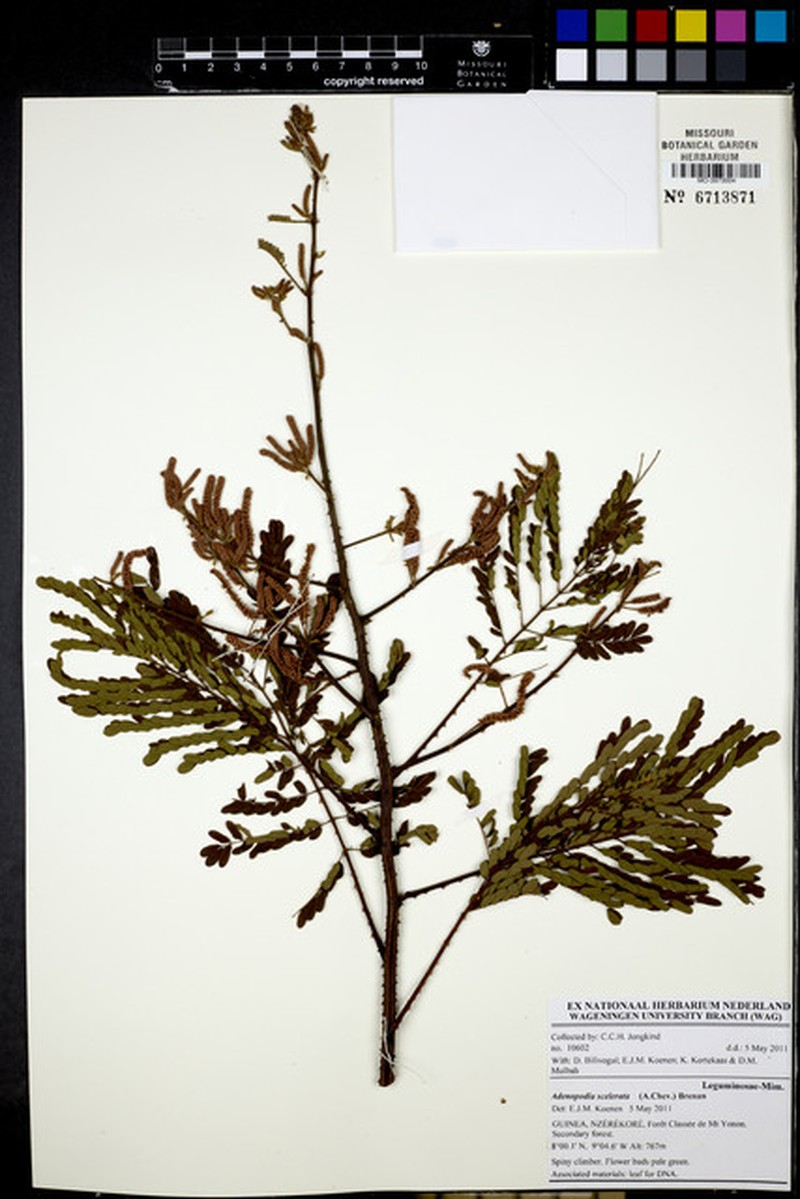 Adenopodia scelerata photo 4