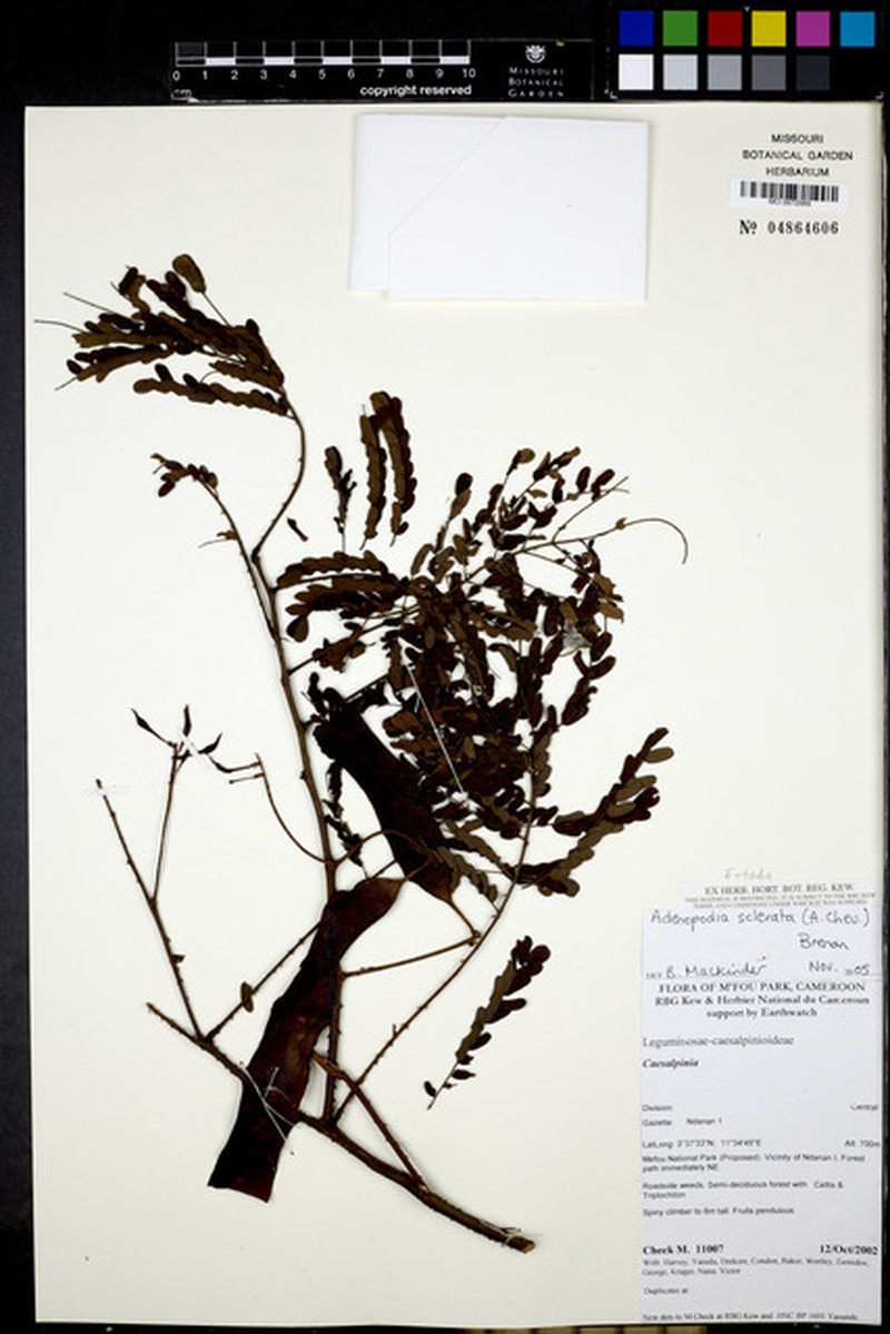 Adenopodia scelerata photo 5