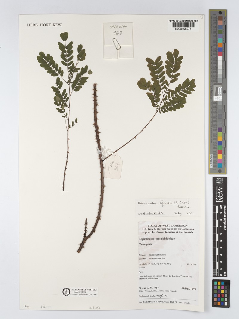 Adenopodia scelerata photo 6
