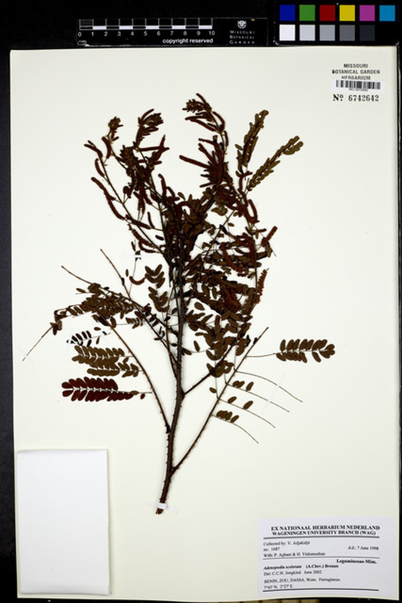 Adenopodia scelerata photo 7