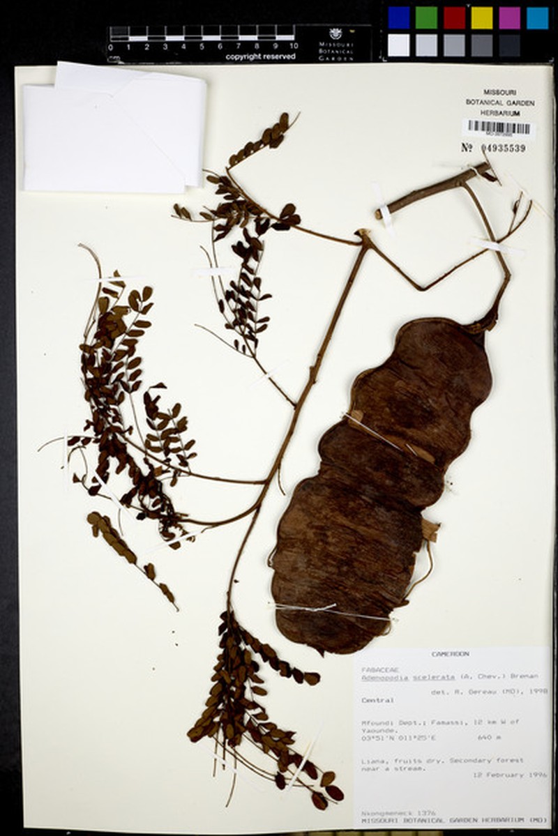 Adenopodia scelerata photo 8