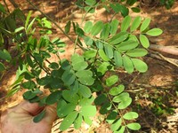 Adenopodia spicata