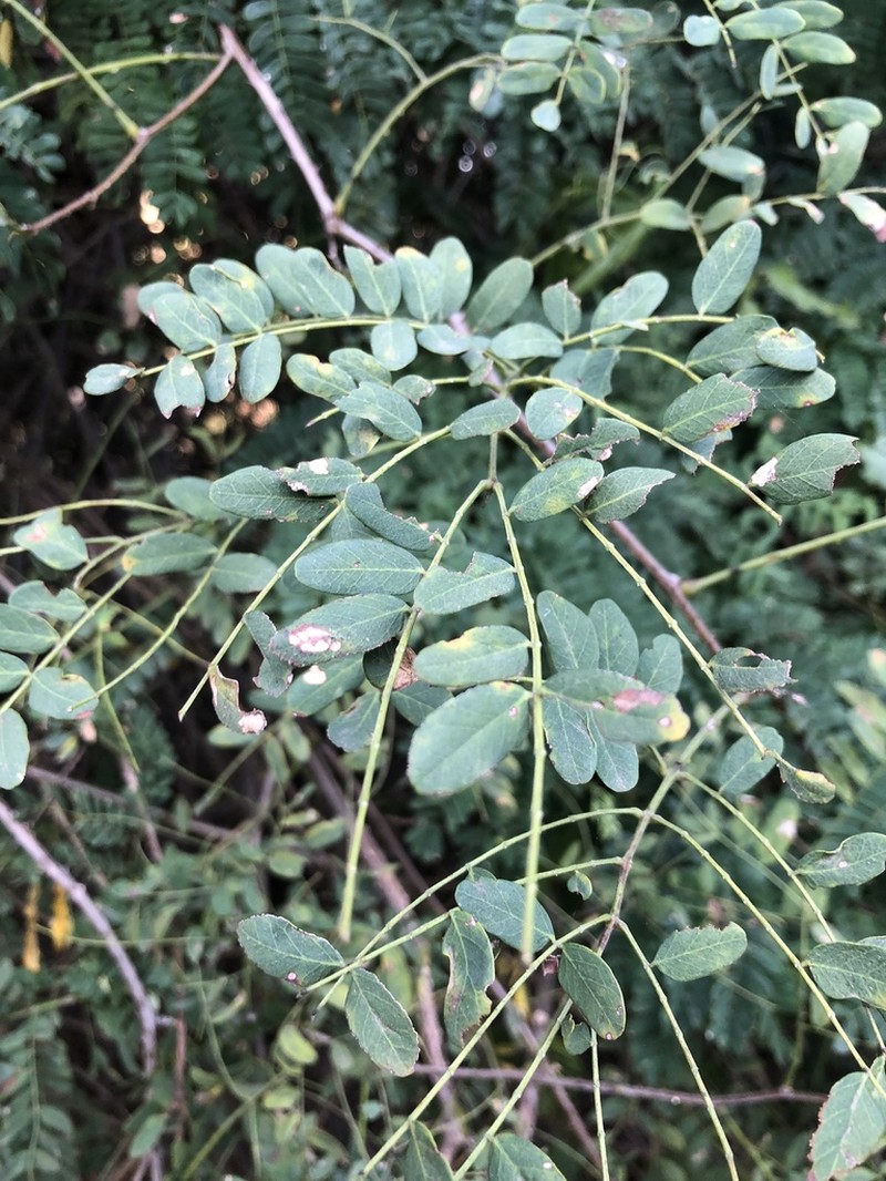 Adenopodia spicata photo 2