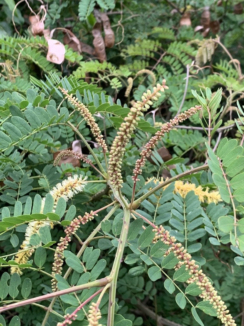 Adenopodia spicata photo 3