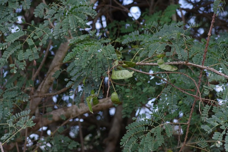Adenopodia spicata photo 4