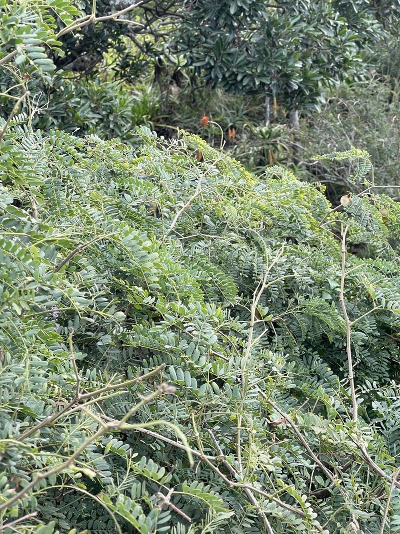 Adenopodia spicata photo 5