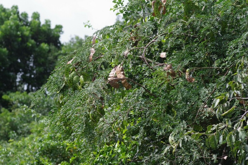 Adenopodia spicata photo 6