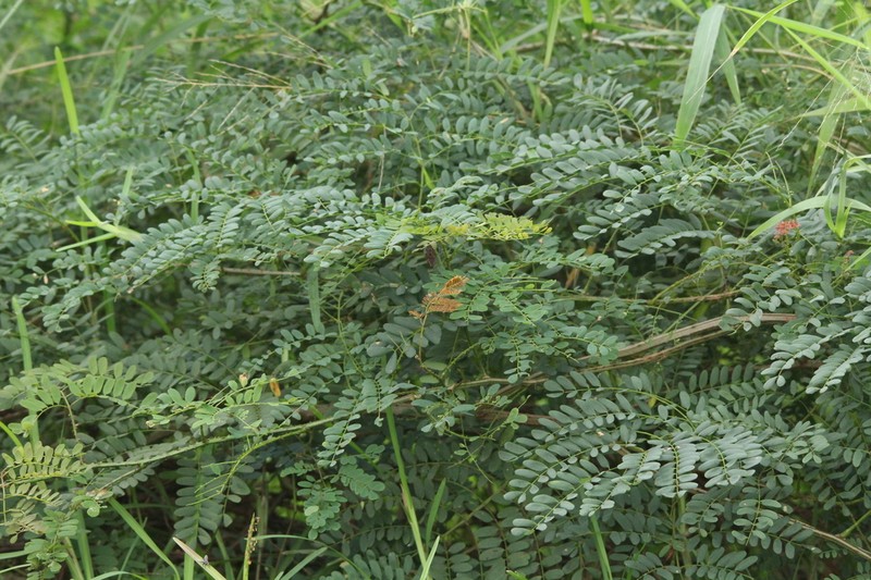 Adenopodia spicata photo 7