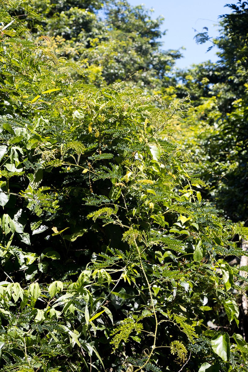 Adenopodia spicata photo 8