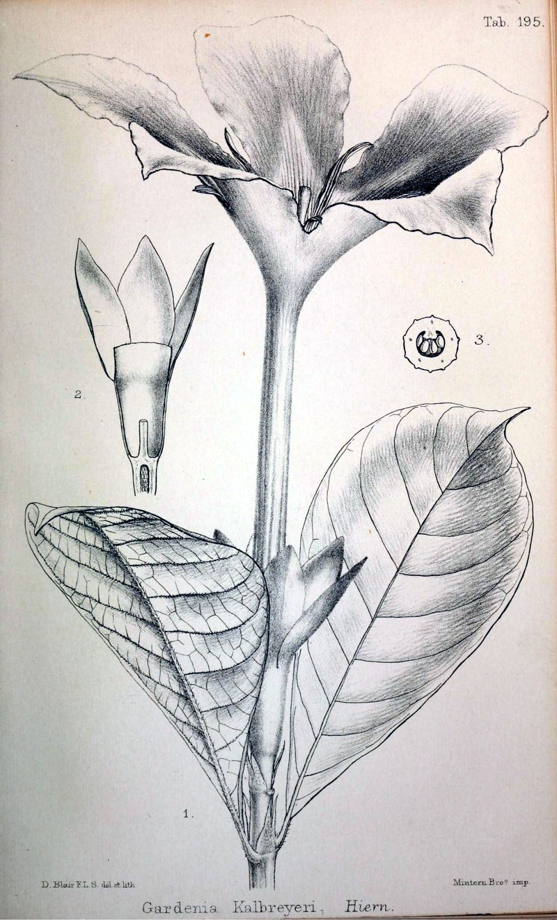 Adenorandia kalbreyeri