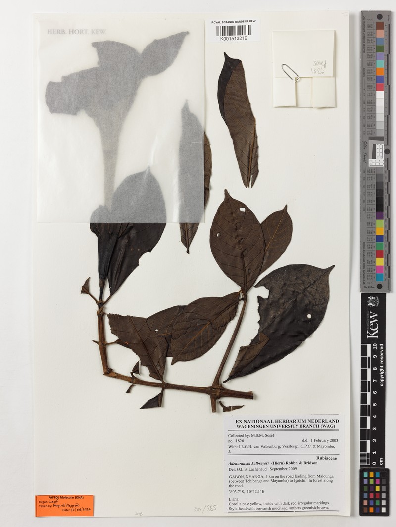 Adenorandia kalbreyeri photo 2