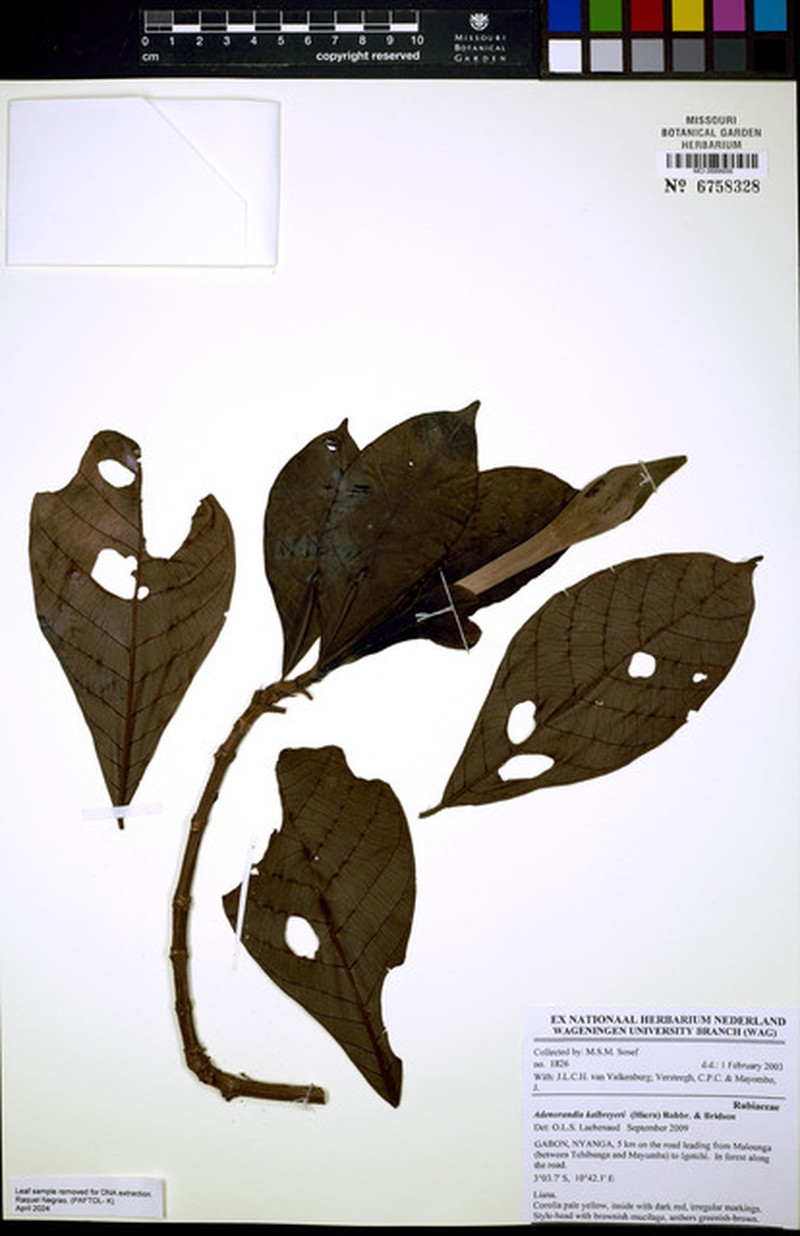 Adenorandia kalbreyeri photo 3