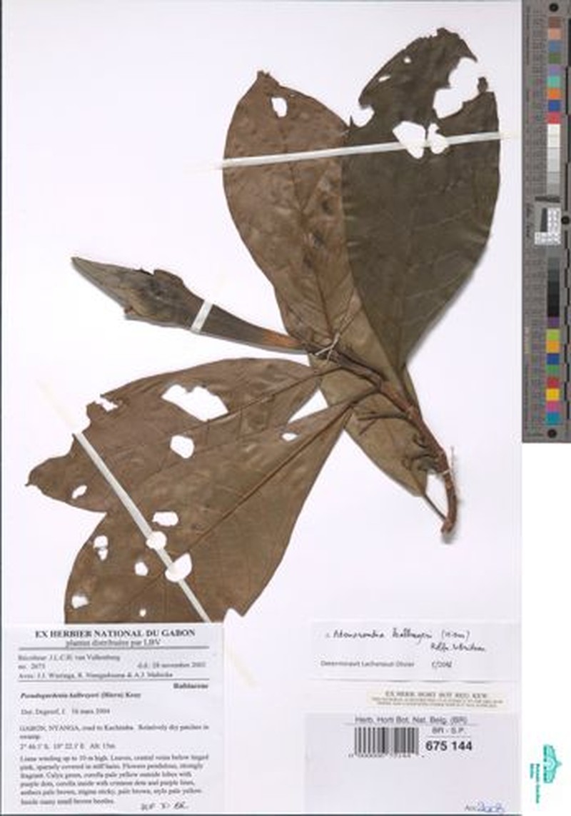 Adenorandia kalbreyeri photo 7