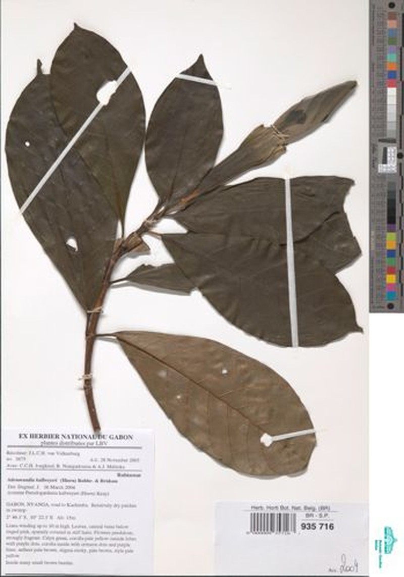 Adenorandia kalbreyeri photo 8