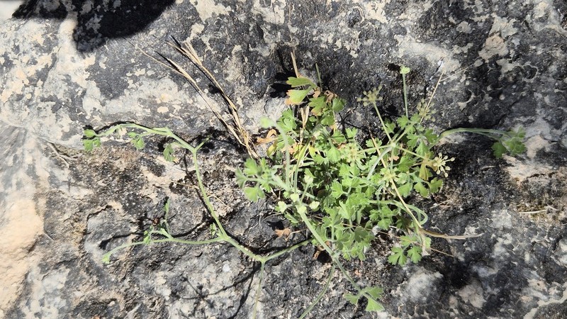 Adenosciadium arabicum