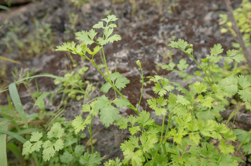 Adenosciadium arabicum photo 2