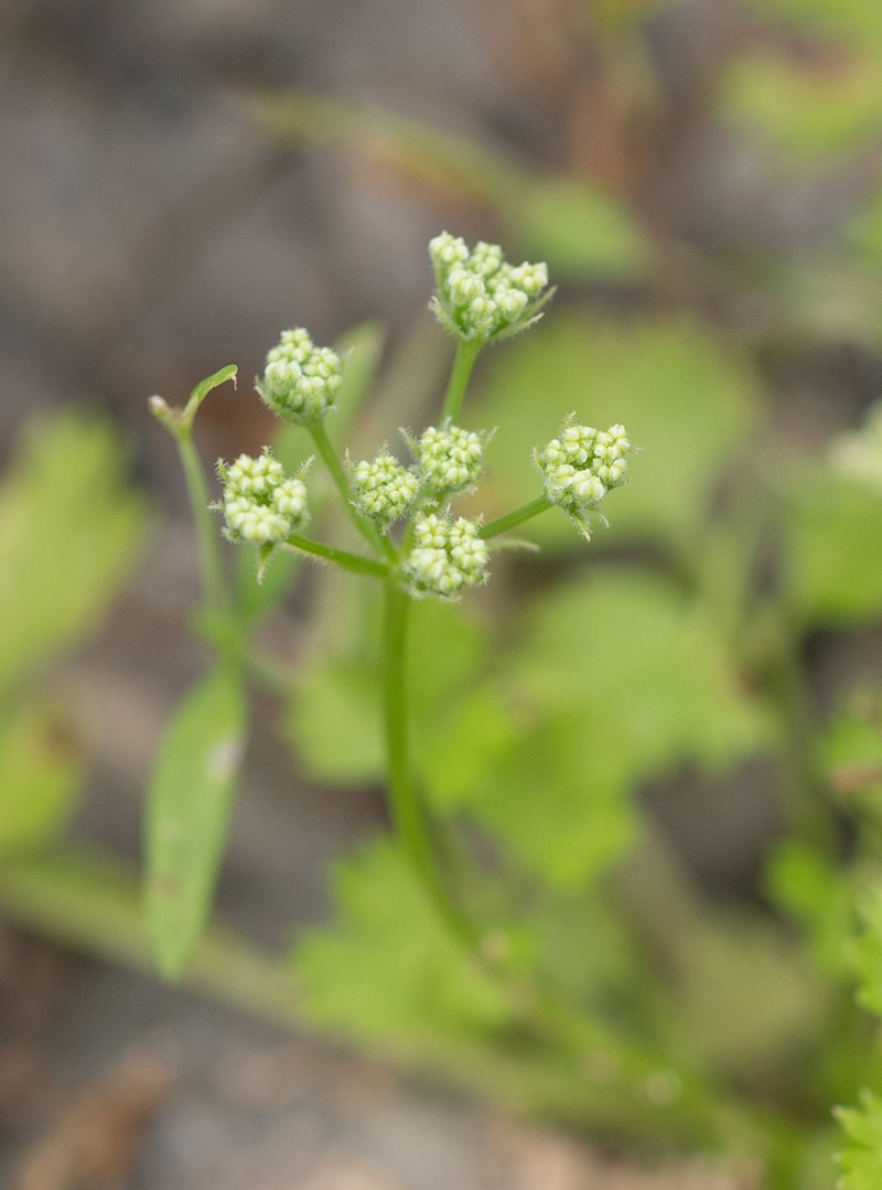 Adenosciadium arabicum photo 3