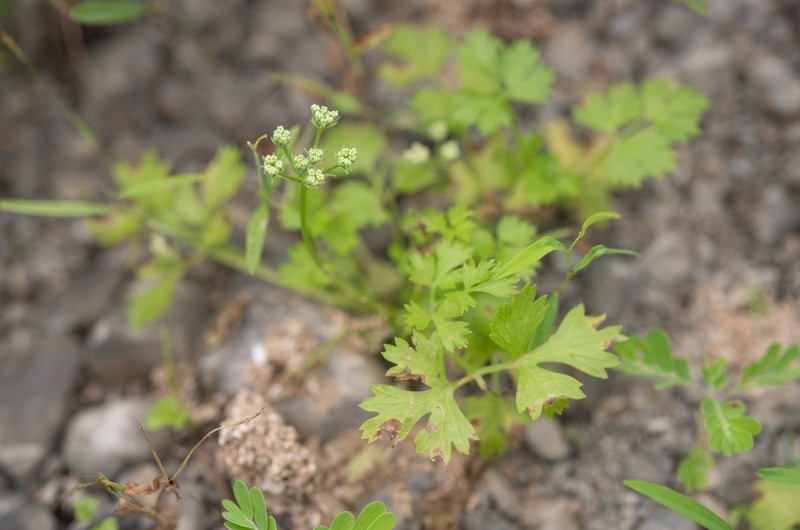 Adenosciadium arabicum photo 5