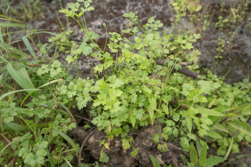 Adenosciadium arabicum photo 6